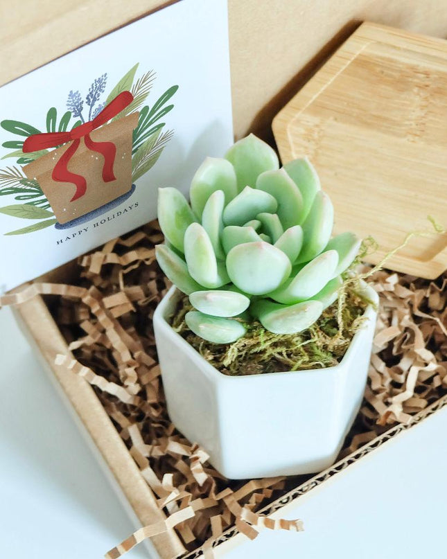 Succulent Holiday Gift Box