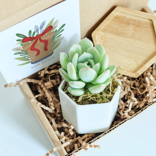 Succulent Holiday Gift Box