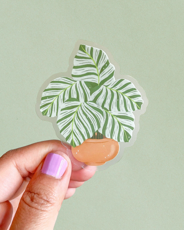 Calathea Orbifolia Clear Sticker