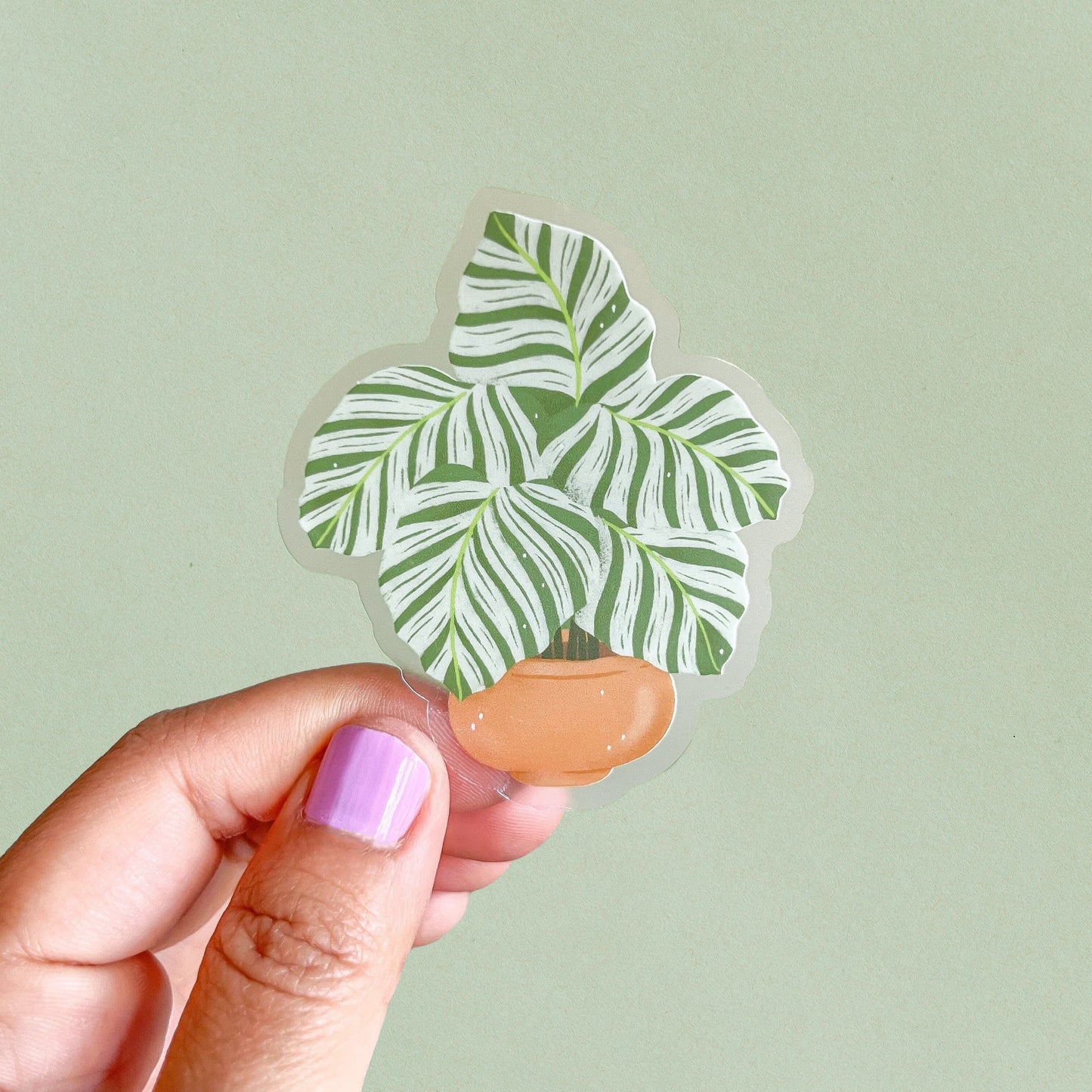 Calathea Orbifolia Clear Sticker