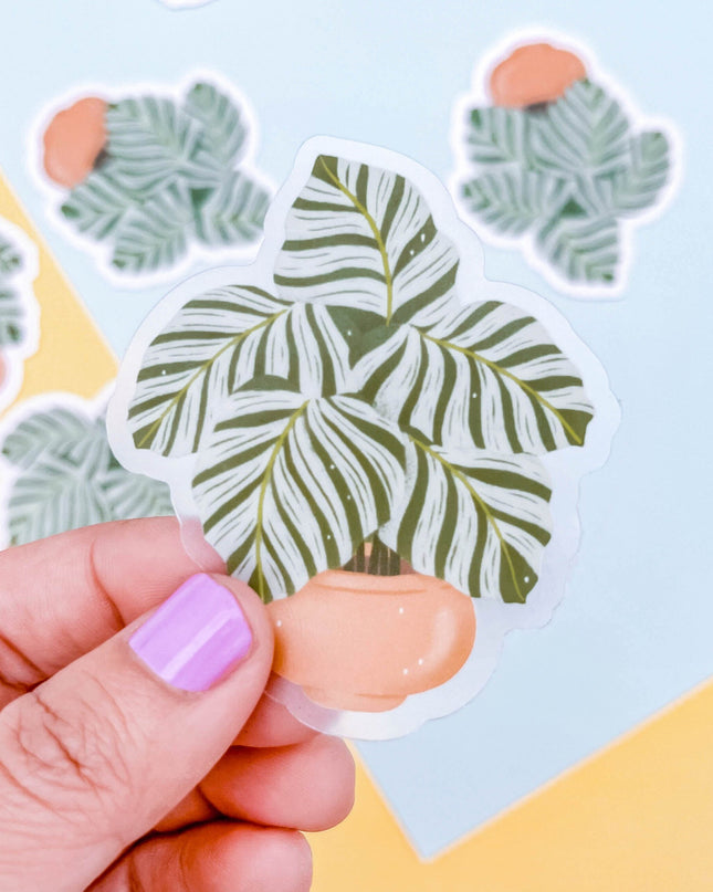 Calathea Orbifolia Clear Sticker
