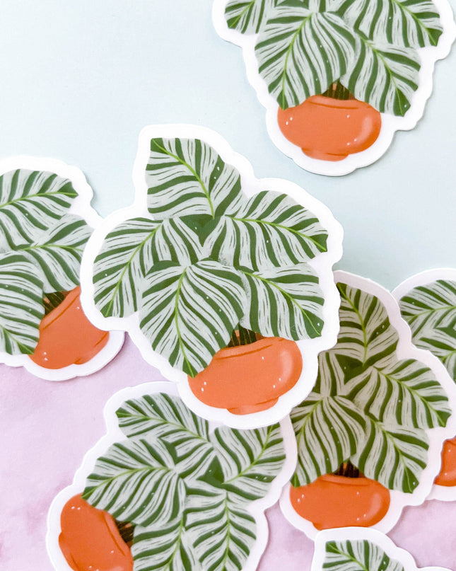 Calathea Orbifolia Clear Sticker