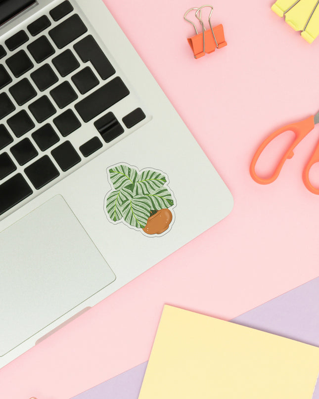 Calathea Orbifolia Clear Sticker