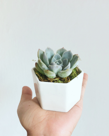 Succulent Holiday Gift Box