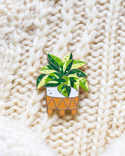 Marble Queen Pothos
