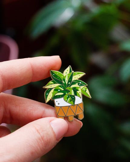 Marble Queen Pothos